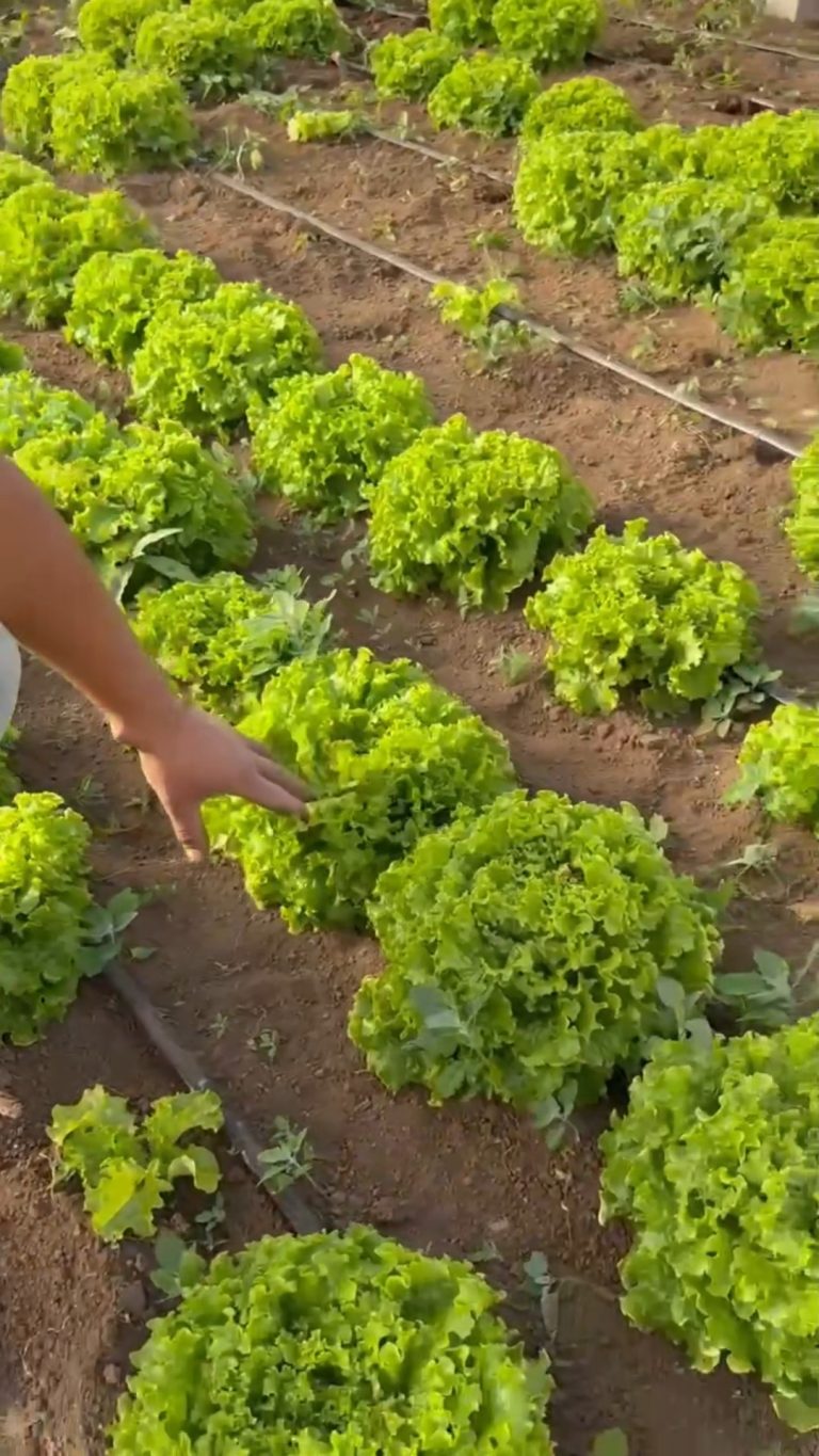 Instagram post from aravachile. This post is in position 2.