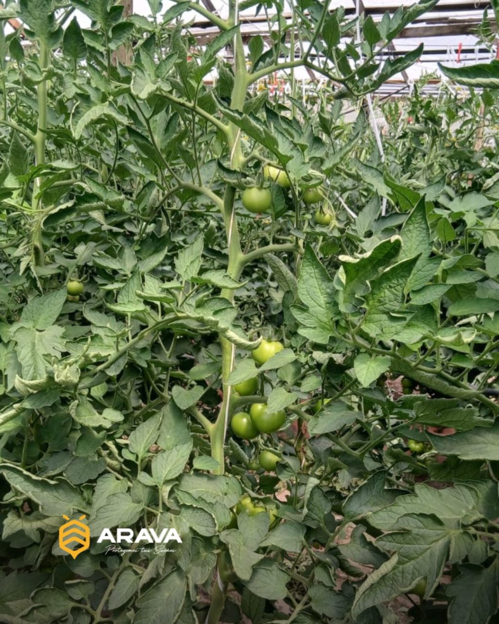 Instagram post from aravachile. This post is in position 3.