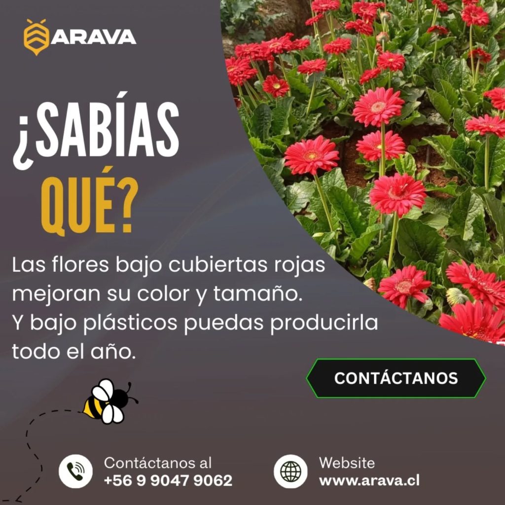 Instagram post from aravachile. This post is in position 5.