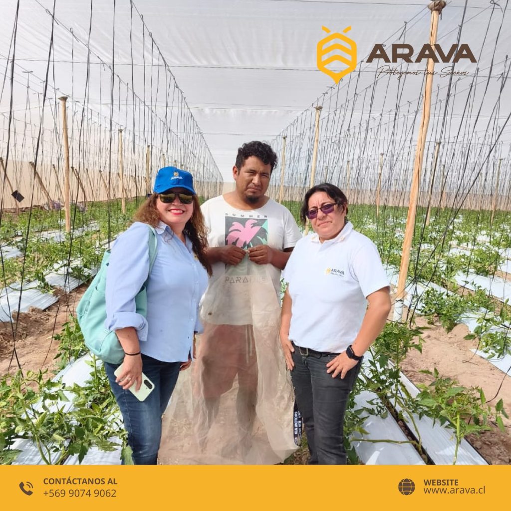 Instagram post from aravachile. This post is in position 5.