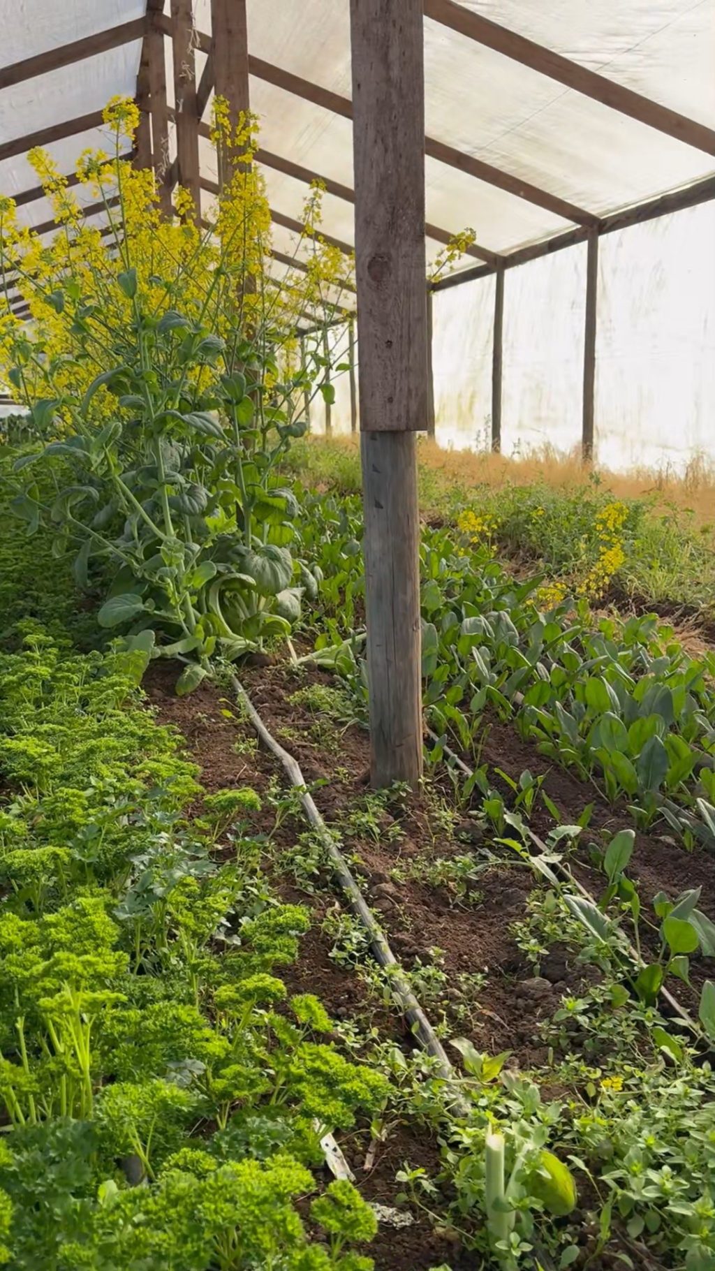 Instagram post from aravachile. This post is in position 5.