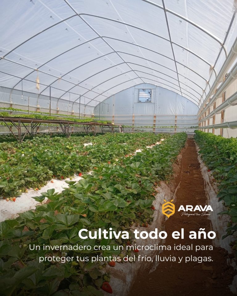 Instagram post from aravachile. This post is in position 10.