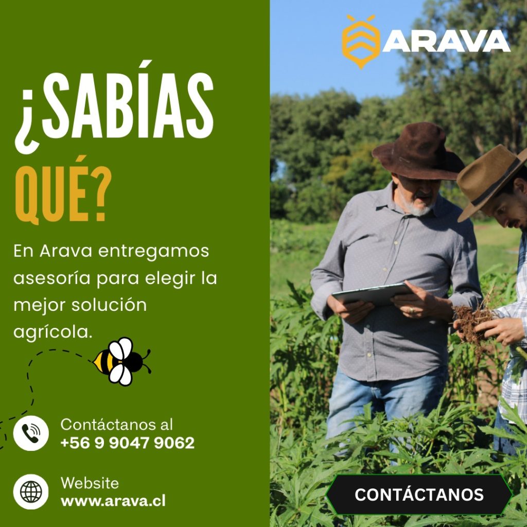 Instagram post from aravachile. This post is in position 6.