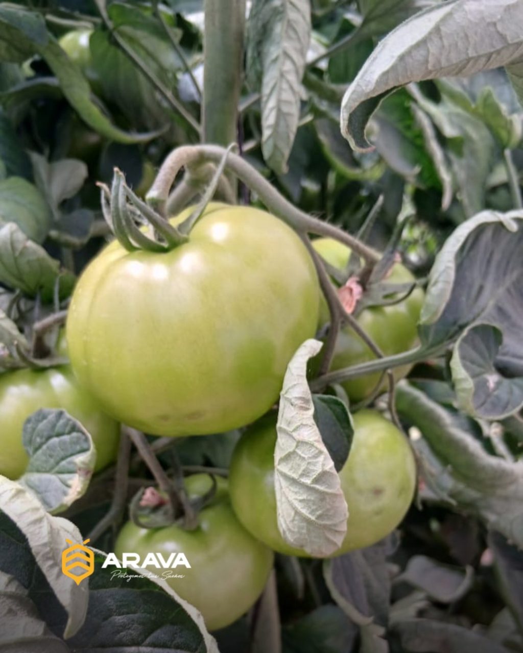 Instagram post from aravachile. This post is in position 2.